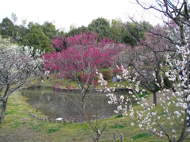 山田池公園の梅「鹿児島紅」