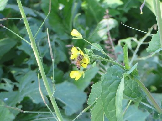 ヤバいアブラムシ セイやんの養蜂雑記帳 楽天ブログ