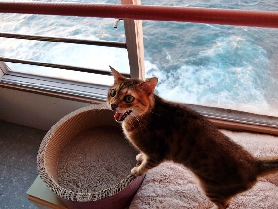 イングリッシュベル Ethel エセル 先生 猫 と 買い物 と Dme 楽天ブログ