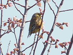 conv0534.JPG