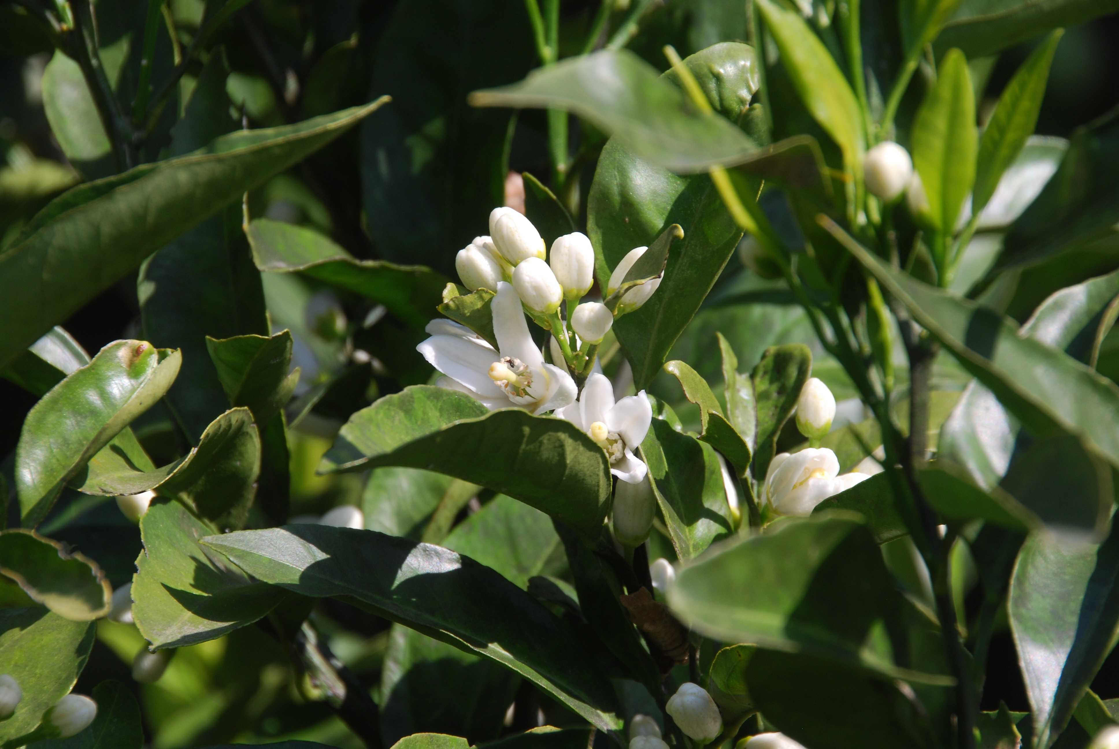 今時のこと みかんの花の開花と 茶摘み真近か 梅の実 みかんの木を育てる 四季の変化 楽天ブログ