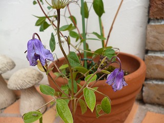 P1200844ss.jpg