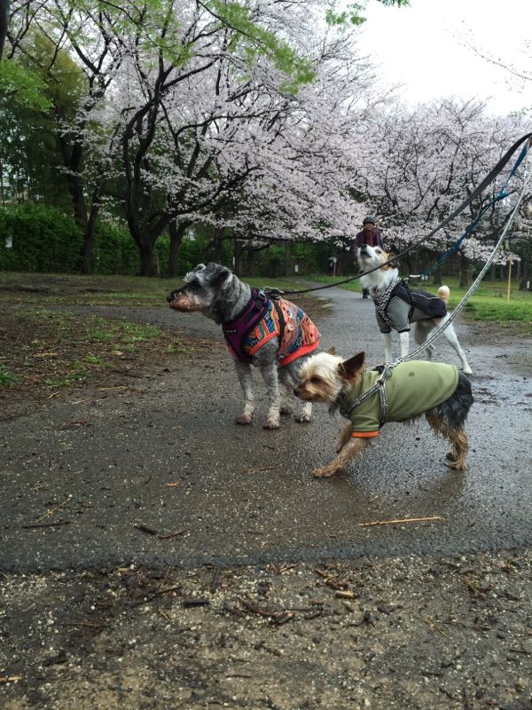 rblog-20160406014919-04.jpg