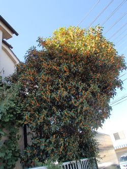 10.20  migotona  taiboku.jpg