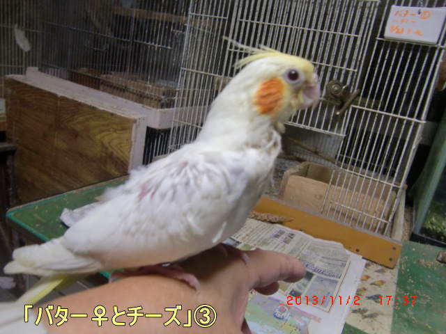 「バター♀とチーズ」３