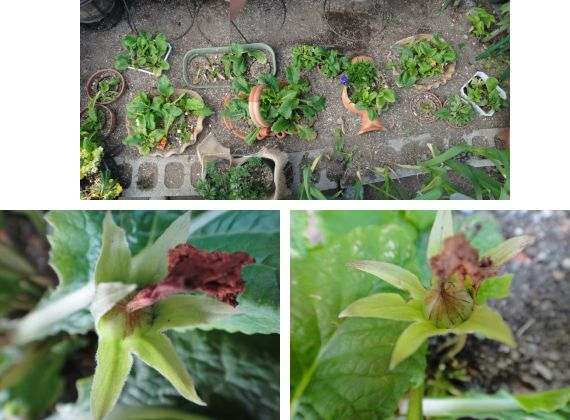 夏越しコーナーのポリアンサ