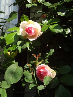 DSC05168.jpg