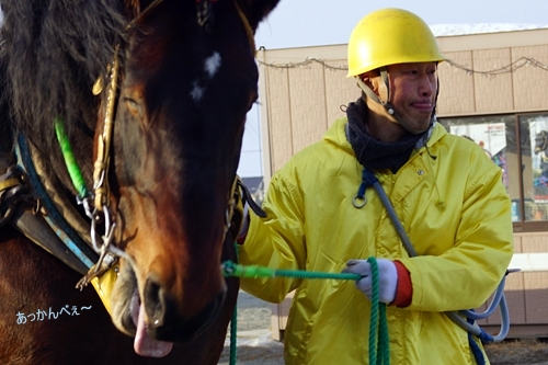 テイオーキング　ばんえい