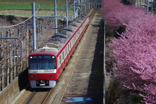 三浦海岸の河津桜と電車