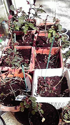2013031213540001.jpg