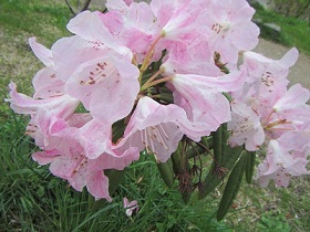 花１７シャクナゲ.jpg