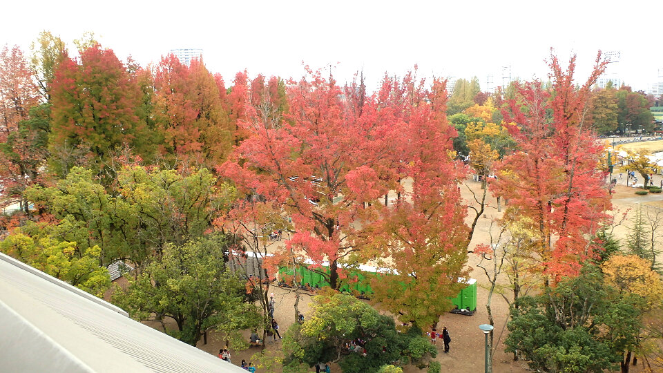 151108運動公園の紅葉２.jpg
