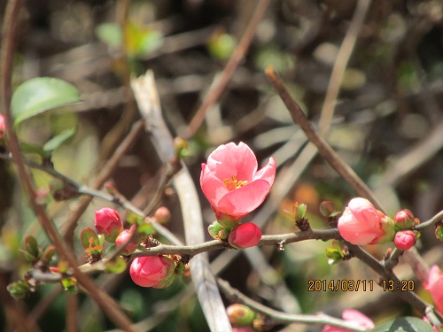 ボケの花