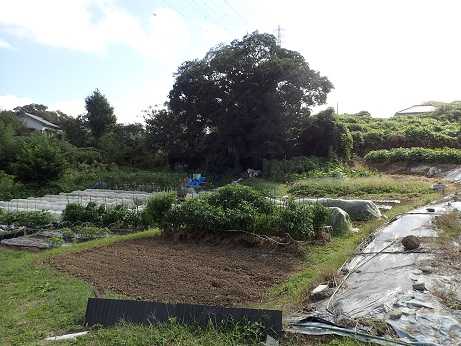 カブの間引きタイミング 葉山農園 10月初旬 暇人主婦の家庭菜園 楽天ブログ