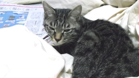 すずひめ