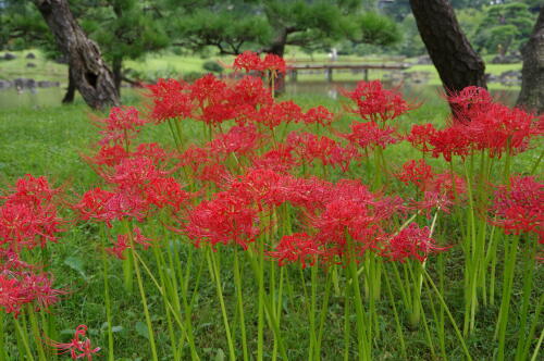 旧芝離宮恩賜庭園にて