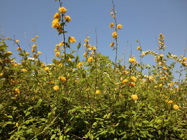 CIMG4672_R.JPG