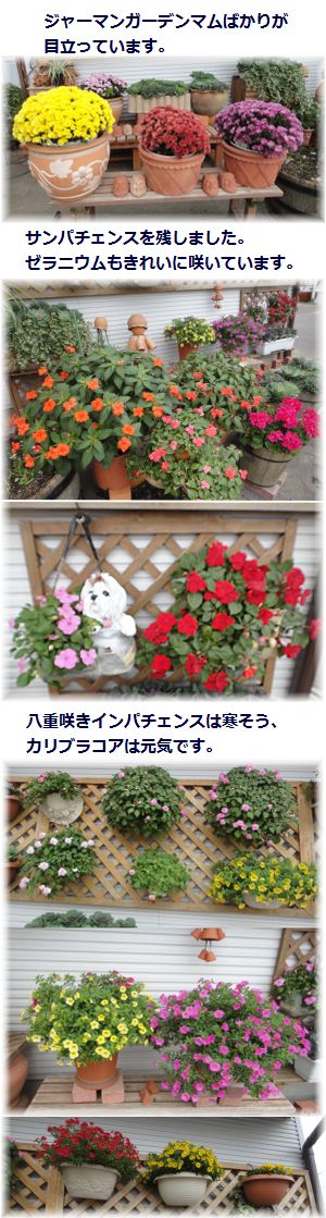 残留組のお花たち