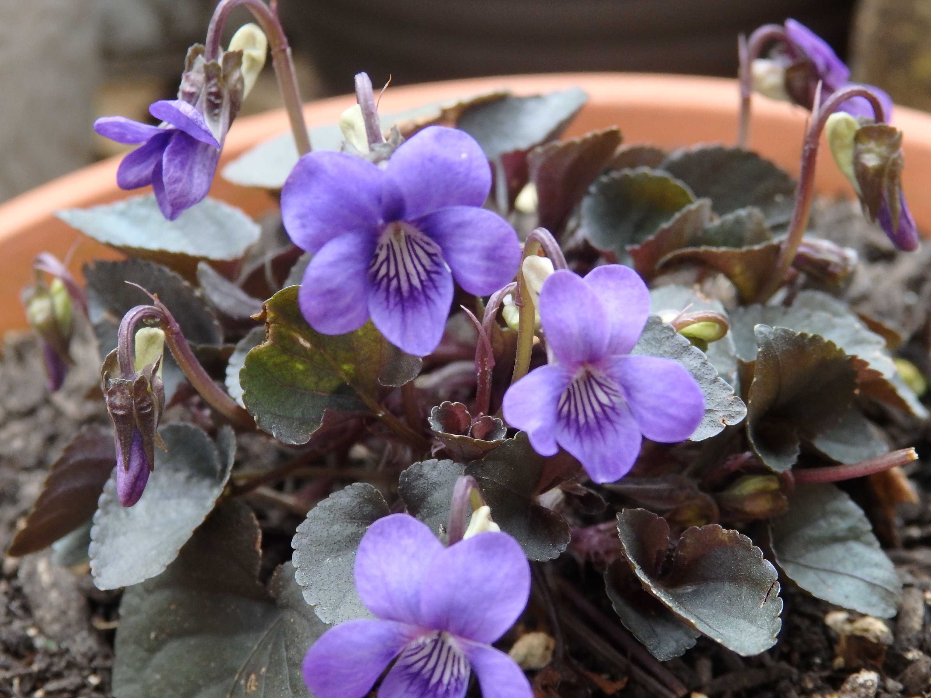 ソバカスすみれ ラブラドリカ すみれたち Kimi Teaの花日記 楽天ブログ