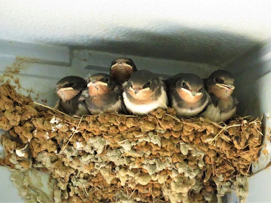 ツバメの雛の様子 孵化して１７日目 １８日目 １羽が巣立ち 大分金太郎の花鳥蝶月 楽天ブログ