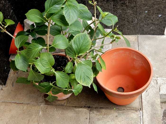 紫陽花の植え替え2