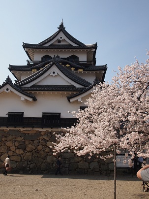 ２０１３年４月　彦根城天守閣と桜.jpg