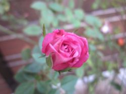 IMG_4035.JPG