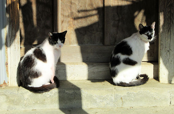 我が家のニャンコ♪2015/5/15-2