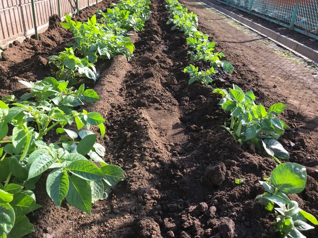 15ページ目の 野菜作り 植木屋の三代目をやってます村野園のブログです 楽天ブログ