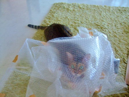 ビニール　ねこ