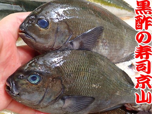 江東区 清澄 天然地魚の寿司