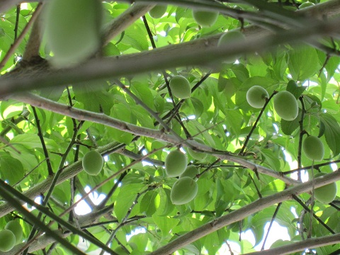 梅