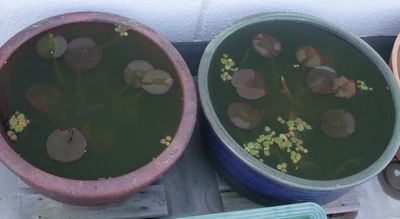 DSCF3066.JPG