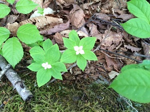 IMG_101011.jpg