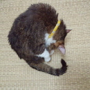 お風呂に入った福１