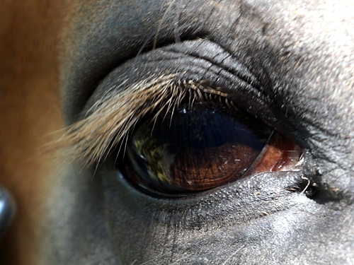 馬の目