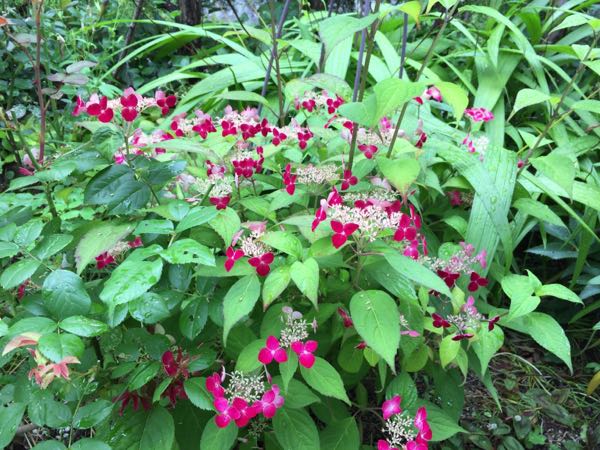 rblog-20170622213055-00.jpg