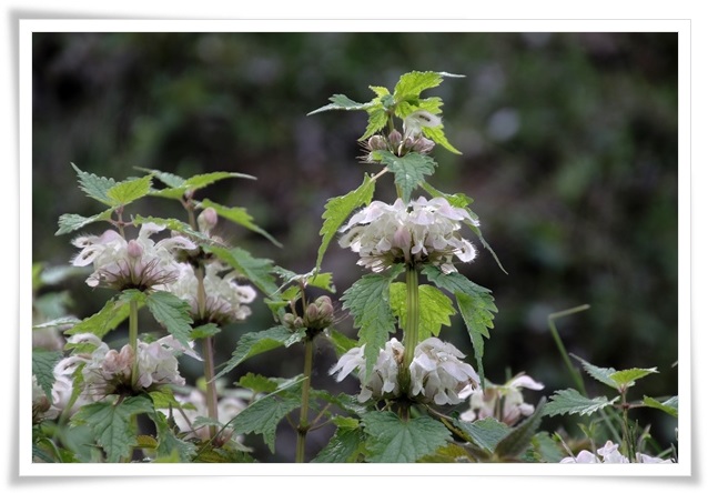 吉野山-12 オドリコソウ 16.4.12