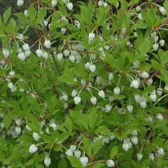 名前知らずの花