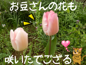 P4050003.png