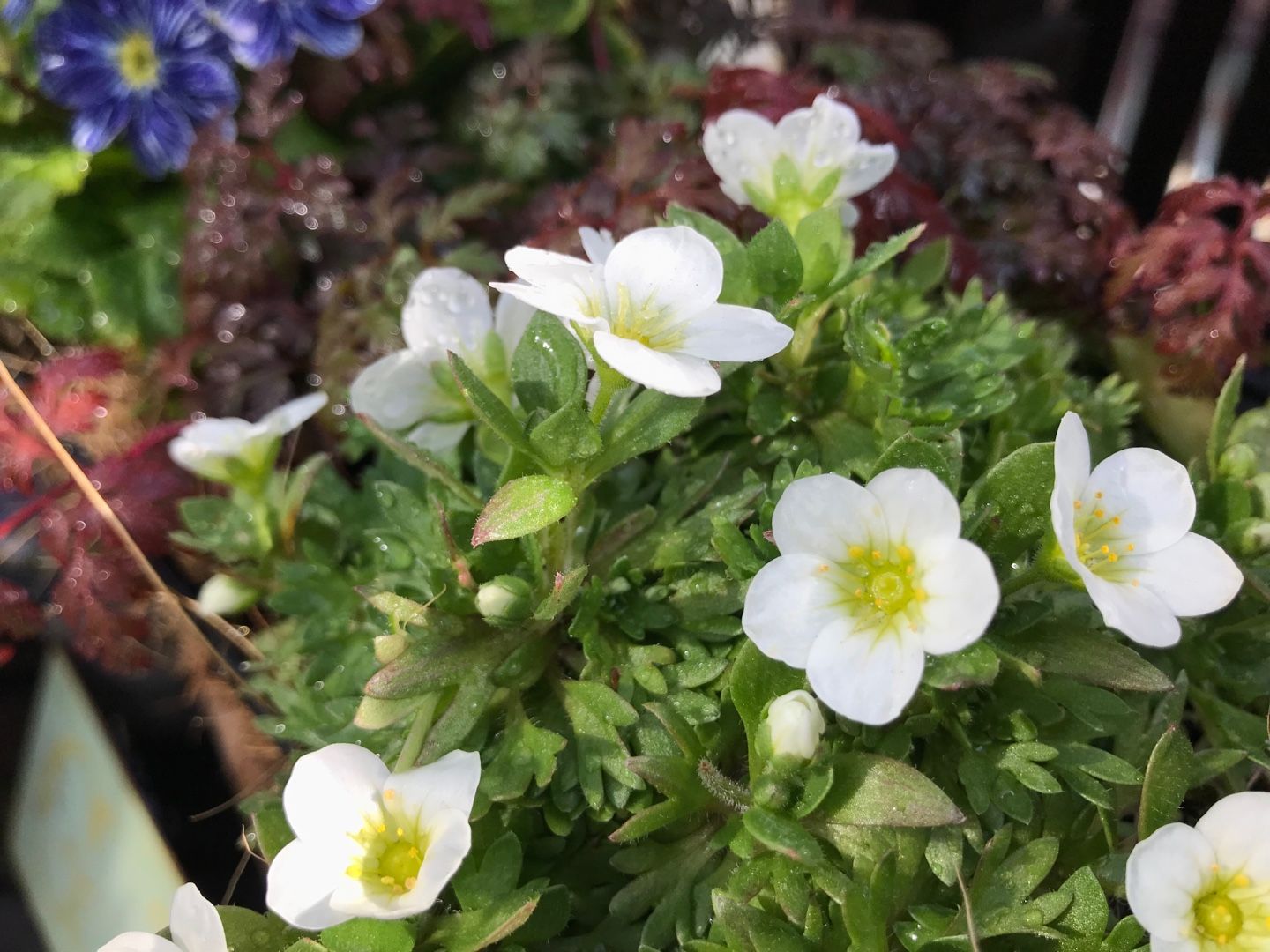 白の雲間草 家と庭と 楽天ブログ