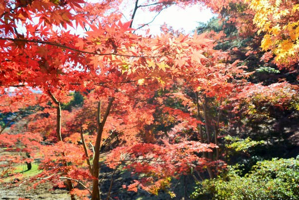 修善寺自然公園