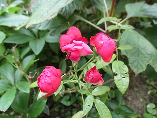 IMG_4677ss.jpg
