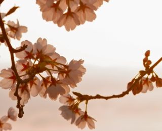 夕日の中の桜２