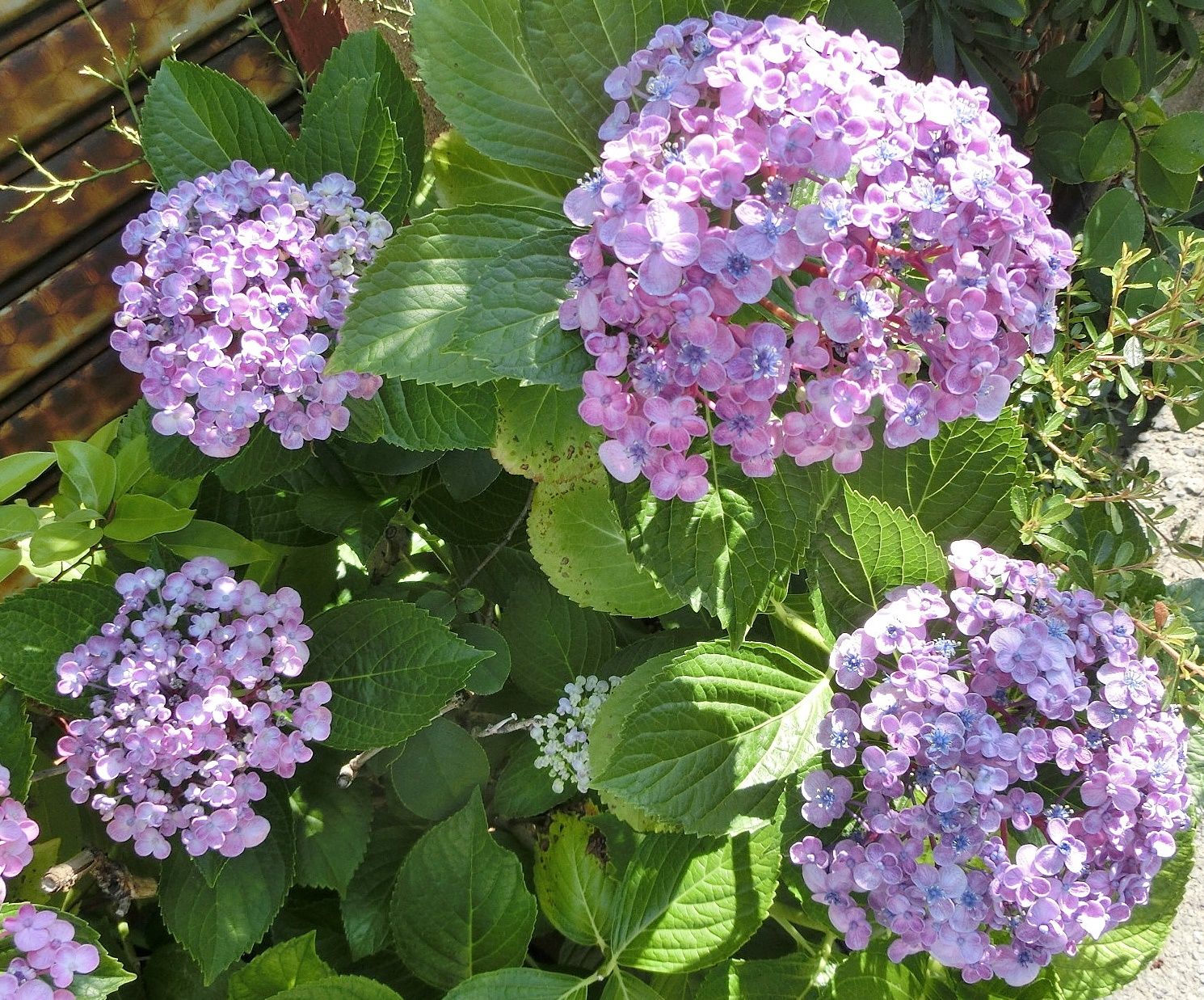 アジサイ 紫陽花 が一杯 その３ だい のひとりごと 楽天ブログ