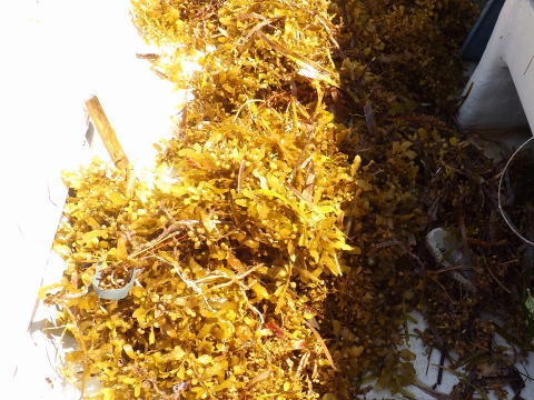 沖縄深海魚採集2017年9月下旬10　流れ藻