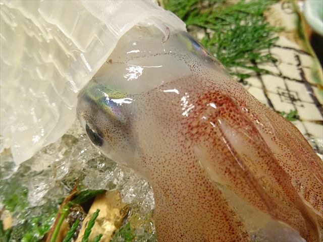 DSC02904_R.JPG
