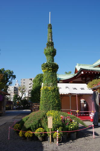 亀戸天神社 菊まつり