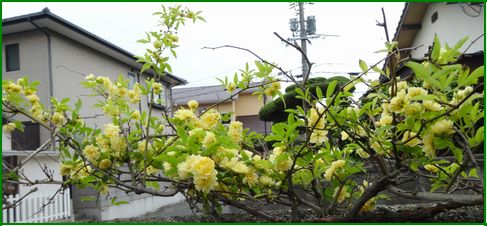 モッコウバラ