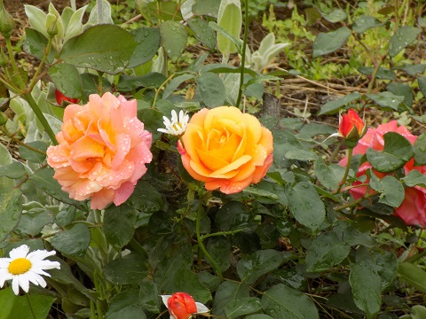 DSCN3129.JPG